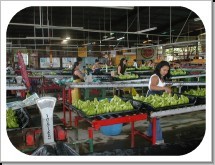 View Quirigua Bananenplantage